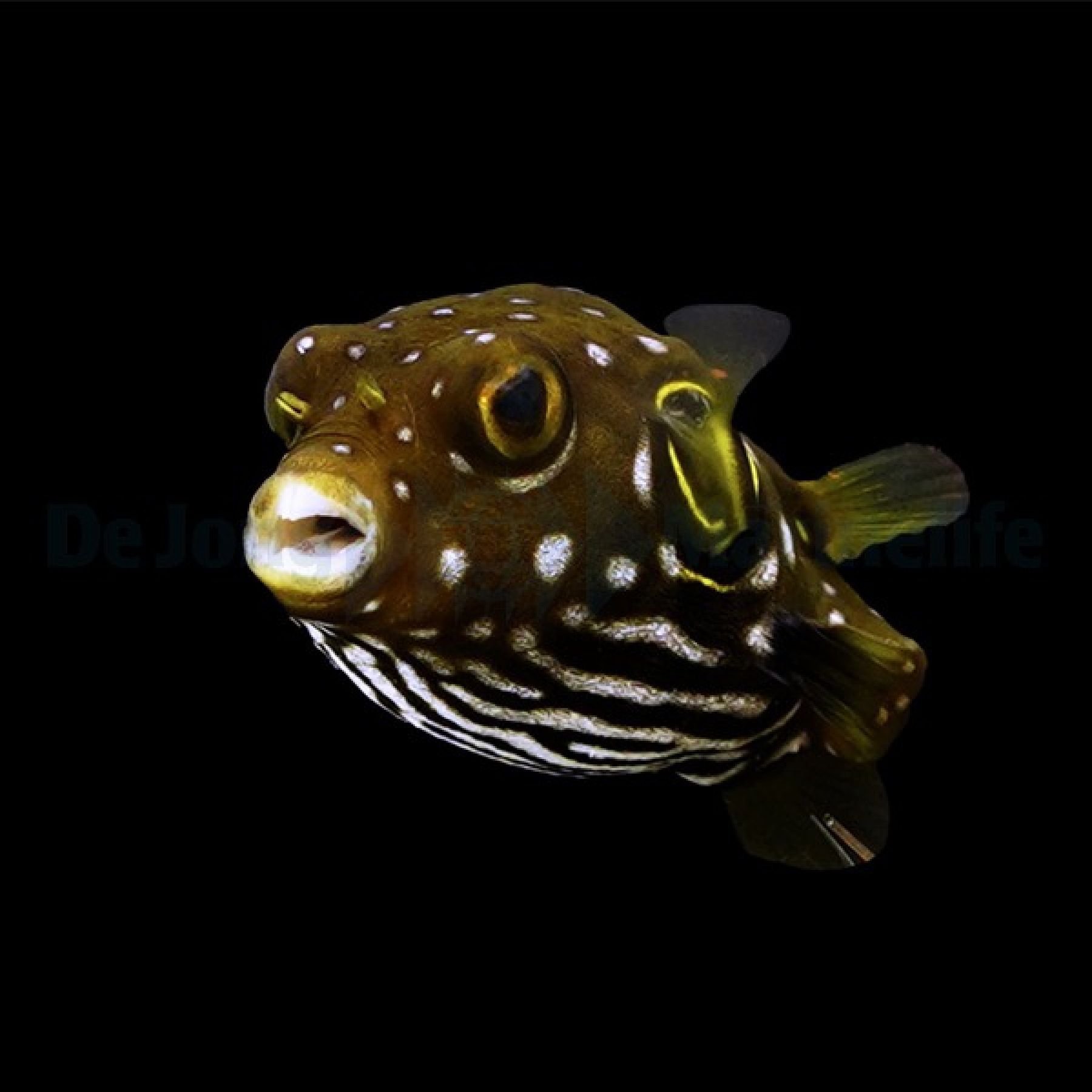 Arothron hispidus Weißflecken-Kugelfisch Größe L